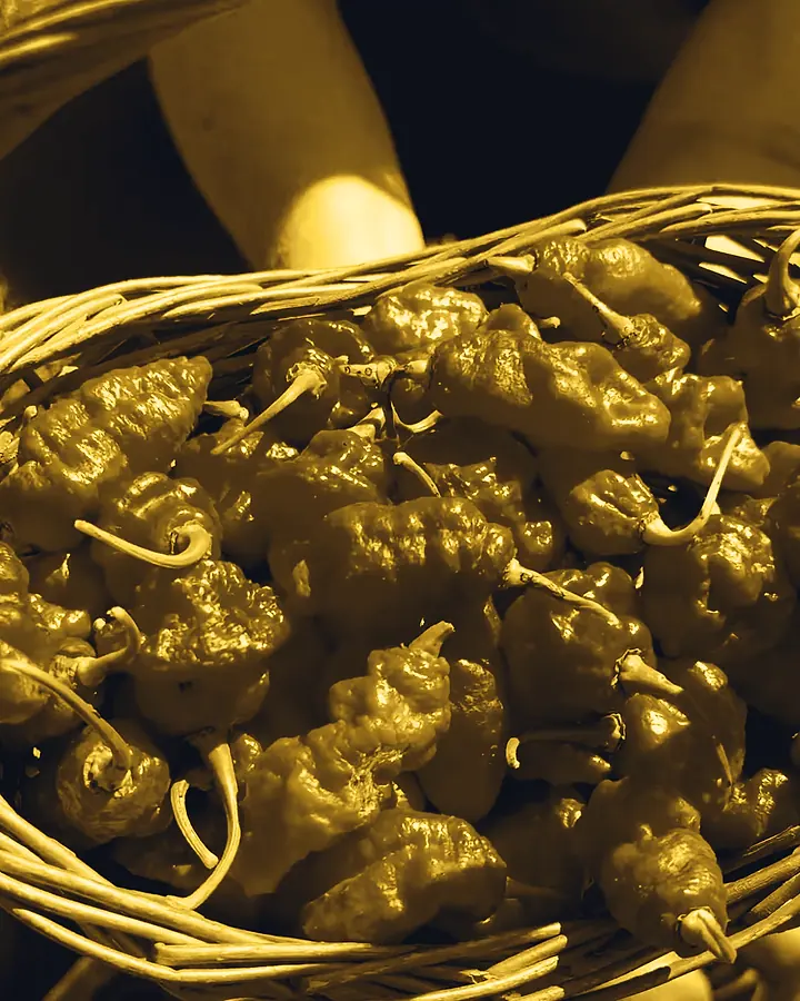 A woven basket heaped with red hot peppers, held over the grass in bright sun, with a bowl of green beans beside it